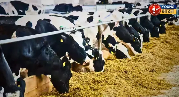 dairy 