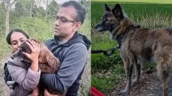 dog missing
