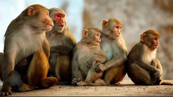 बंदर