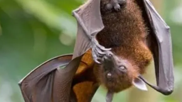 Bat