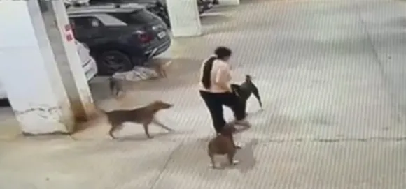 Dog Attack