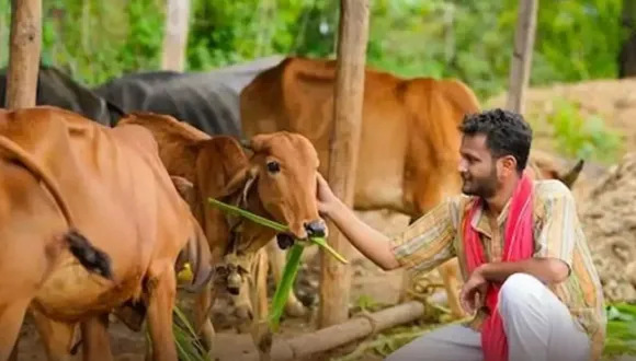 Cow herders