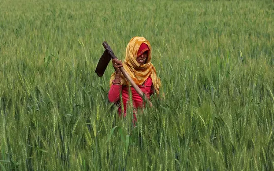 crop