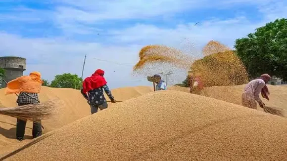 Wheat