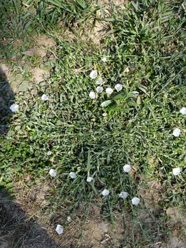 लेख