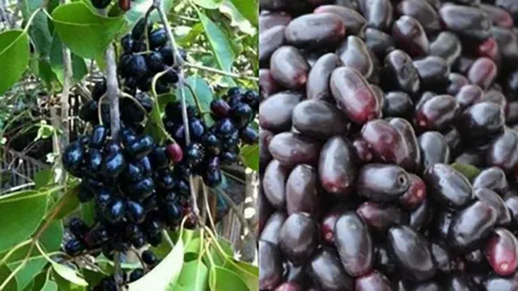 jamun
