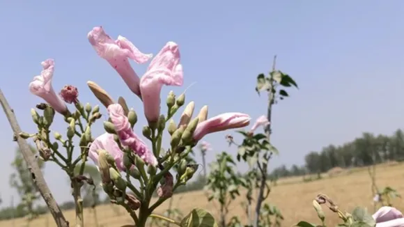 behaya plant