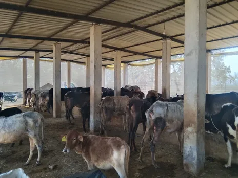 बाघ 