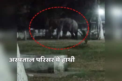 ASPATAL ME GHUSA HATHI