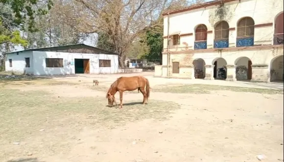 horse