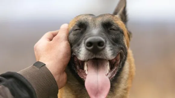dog