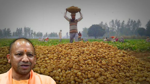 UP Potato production increase