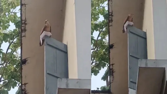 cheel viral video