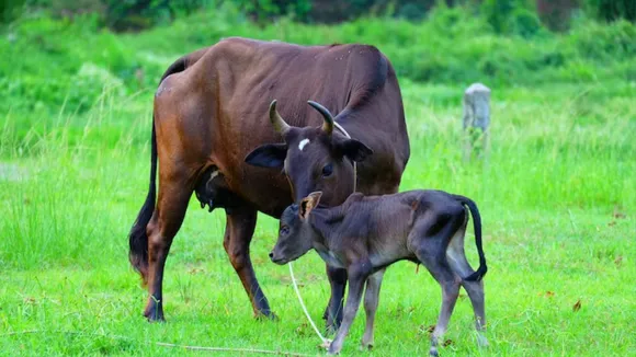 Cow, 