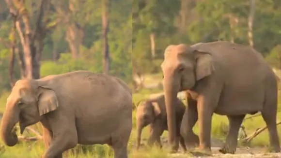viral video of elephant