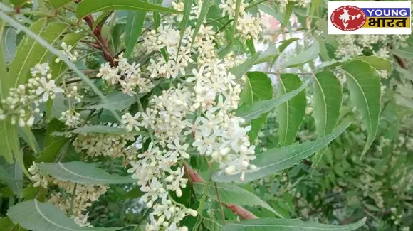 Neem leaves