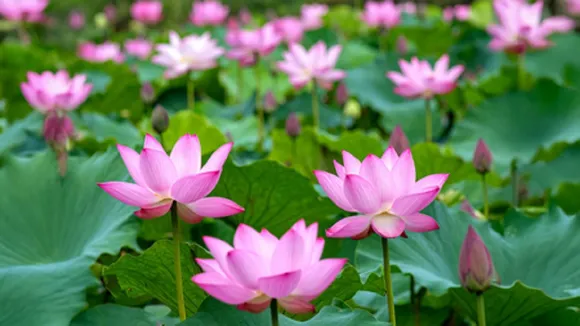 lotus flower