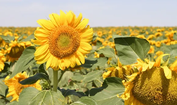 Sunfloower oil