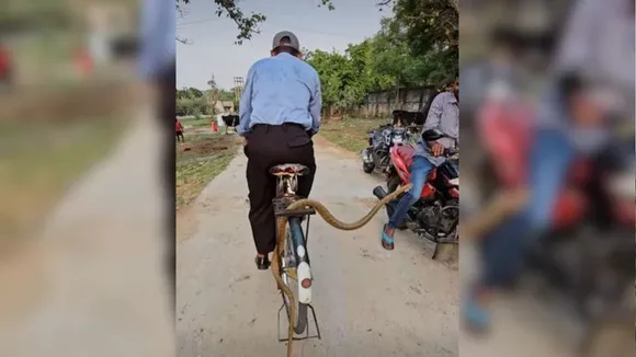 Viral Video of snake