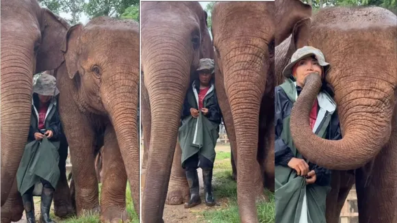 Elephant in Thailand