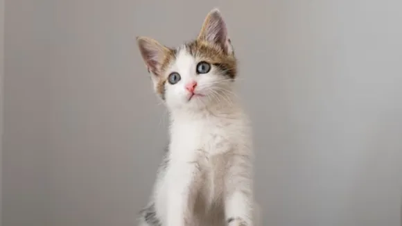 cat, Drug smuggler Cat 