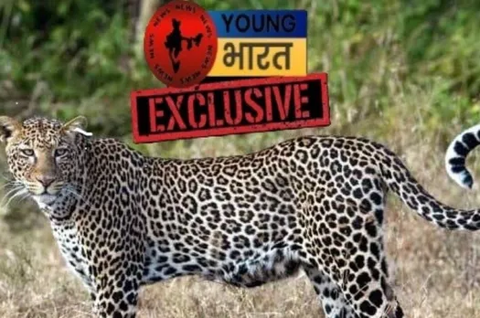 वाईबीएन