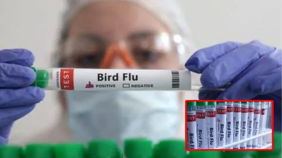 bird flu report negative