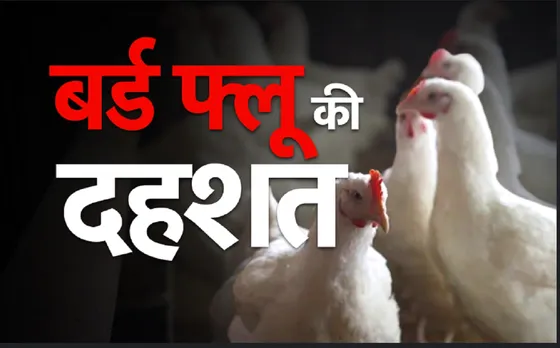 बर्ड फ्लू