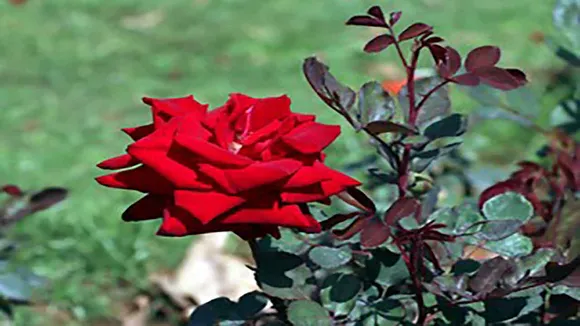 AyurvedicTonicGulkand