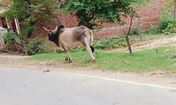 गांव में आवारा सांड 