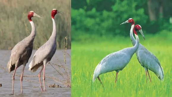 राजकीय पक्षी सारस