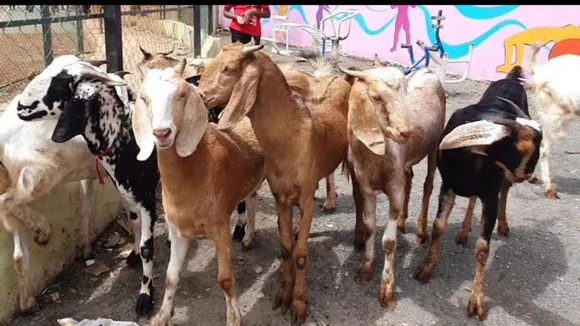फाइल फोटो