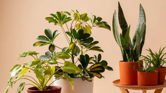 shubh plants 