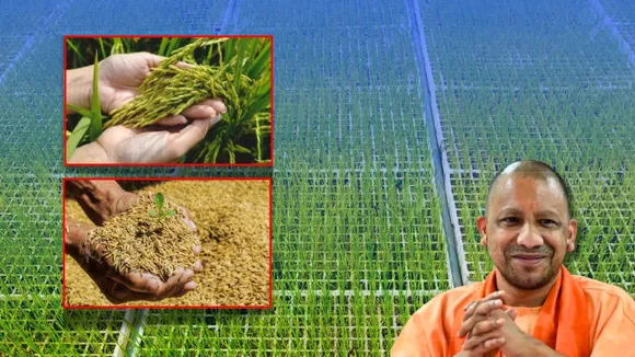 UP became country leader sugarcane seed production