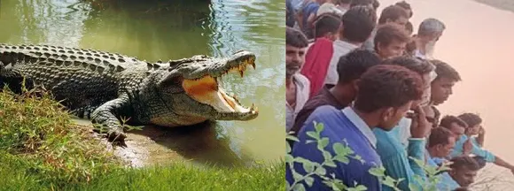 ग्रामीण को नदी में खींच ले गया मगरमच्छ