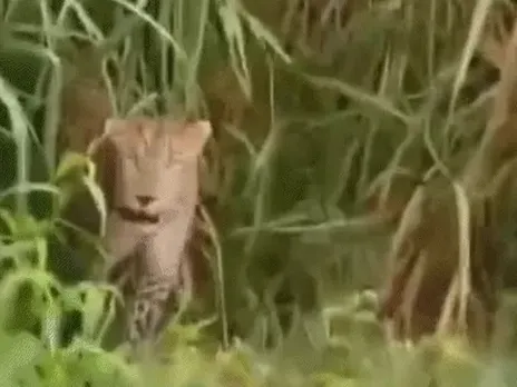 वाईवीएन