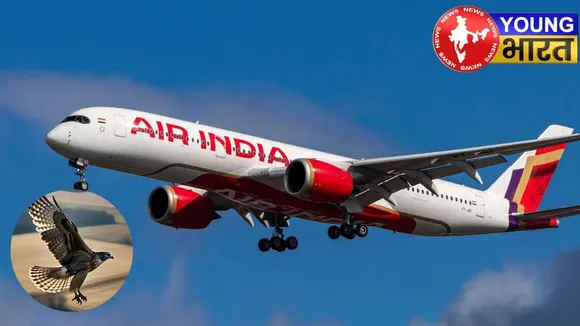 bird collides with flight