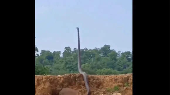 snake viral video
