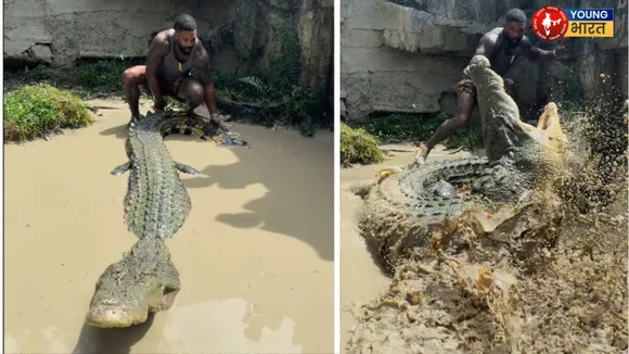 crocodile