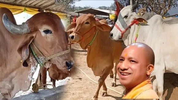 Yogi Government