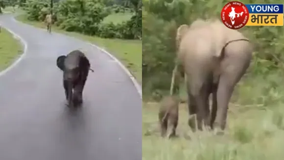 elephant viral video