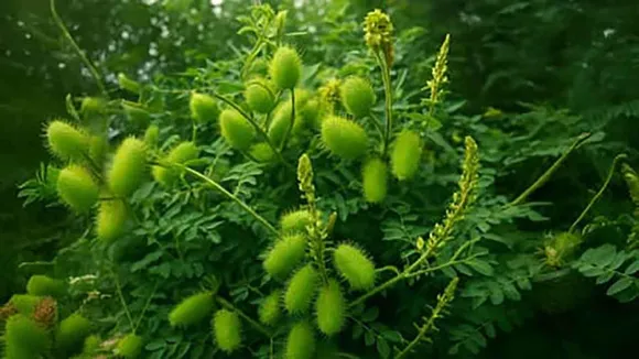 FeverNut