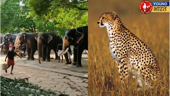 cheetah