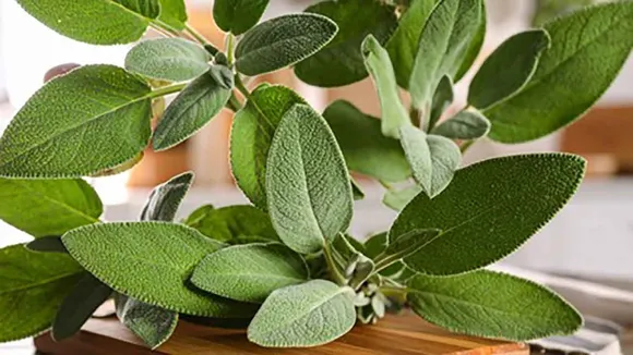 Sage