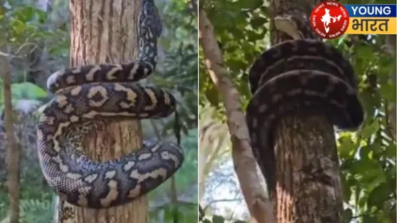 snake