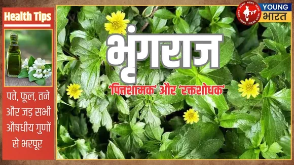 Bhragraj