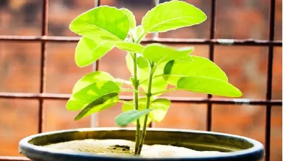 Untitled design (61)