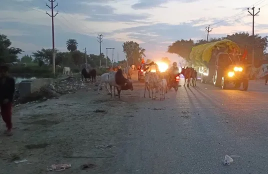 सड़कों पर घूमते आवारा गौवंश