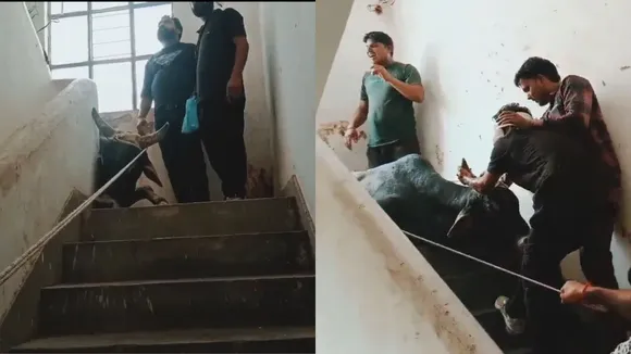 Viral video  (1)