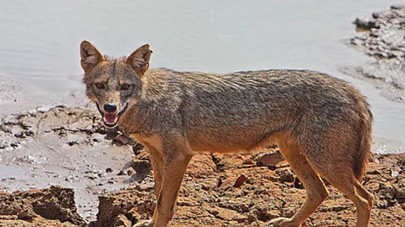 : Jackal bite